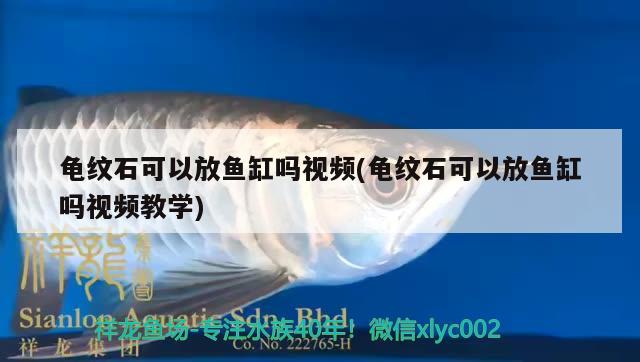 龜紋石可以放魚缸嗎視頻(龜紋石可以放魚缸嗎視頻教學(xué)) 烏龜