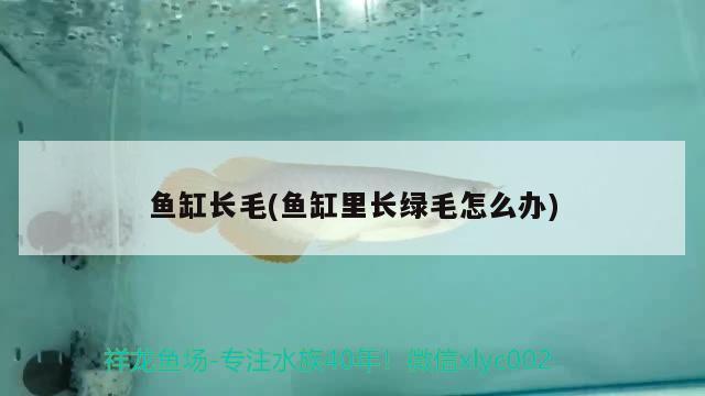 魚缸長毛(魚缸里長綠毛怎么辦)