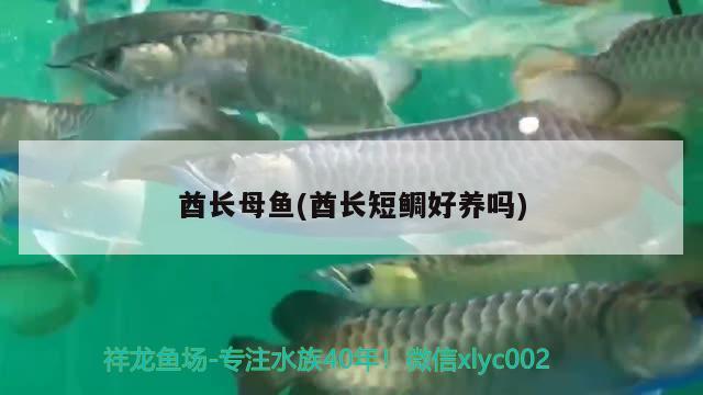 酋長(zhǎng)母魚(酋長(zhǎng)短鯛好養(yǎng)嗎)