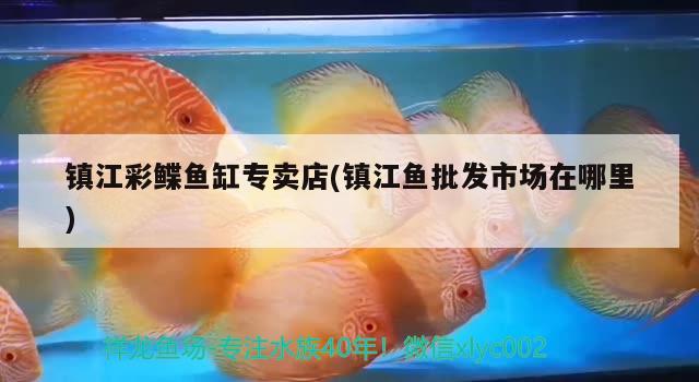 鎮(zhèn)江彩鰈魚缸專賣店(鎮(zhèn)江魚批發(fā)市場在哪里)