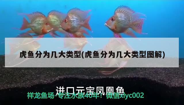 虎魚(yú)分為幾大類(lèi)型(虎魚(yú)分為幾大類(lèi)型圖解)