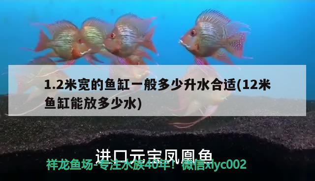 1.2米寬的魚(yú)缸一般多少升水合適(12米魚(yú)缸能放多少水) 觀賞魚(yú)進(jìn)出口 第2張