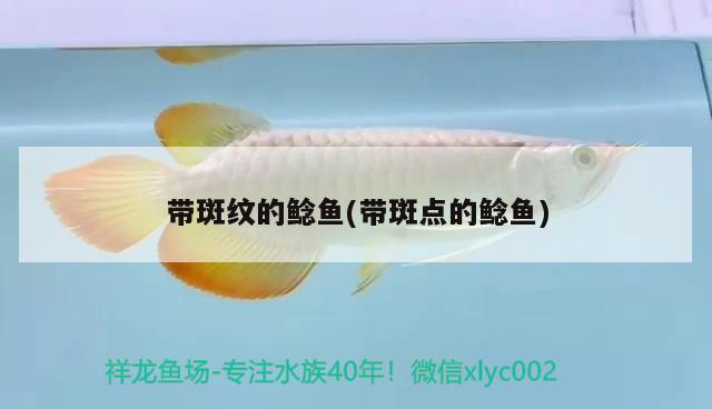 帶斑紋的鯰魚(yú)(帶斑點(diǎn)的鯰魚(yú)) 觀賞魚(yú)