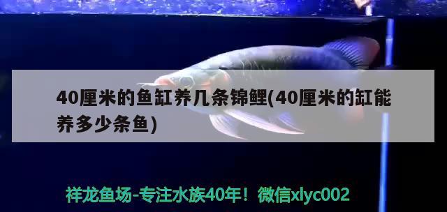 40厘米的魚缸養(yǎng)幾條錦鯉(40厘米的缸能養(yǎng)多少條魚) 紅龍專用魚糧飼料