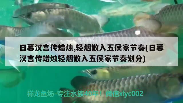 日暮漢宮傳蠟燭,輕煙散入五侯家節(jié)奏(日暮漢宮傳蠟燭輕煙散入五侯家節(jié)奏劃分) 觀賞魚