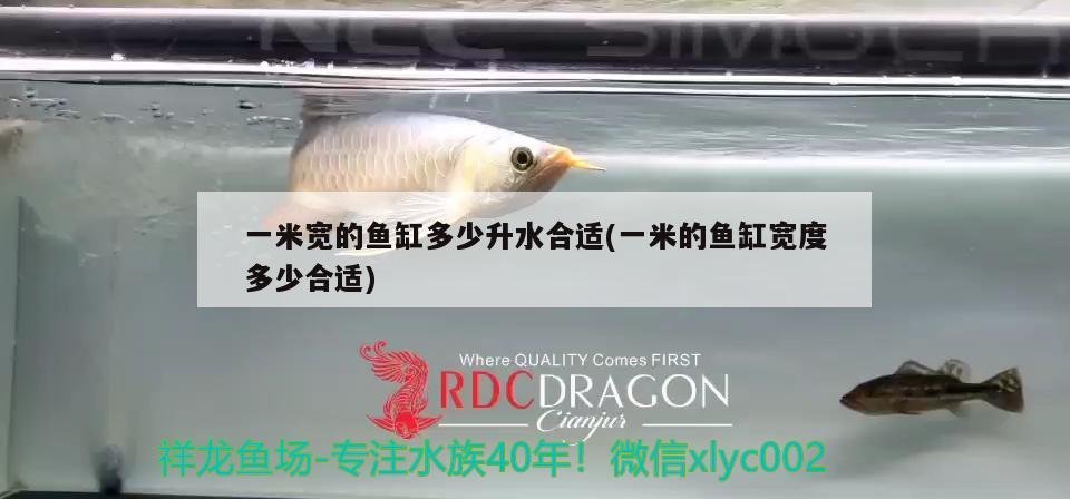 一米寬的魚(yú)缸多少升水合適(一米的魚(yú)缸寬度多少合適) 金頭過(guò)背金龍魚(yú)