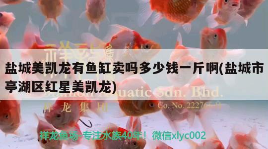 鹽城美凱龍有魚缸賣嗎多少錢一斤啊(鹽城市亭湖區(qū)紅星美凱龍)