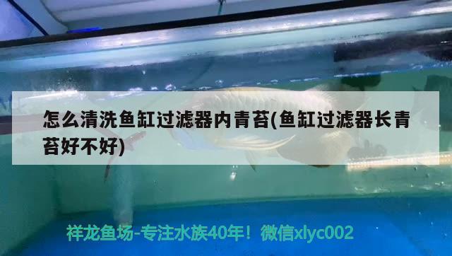 怎么清洗魚缸過濾器內(nèi)青苔(魚缸過濾器長青苔好不好)