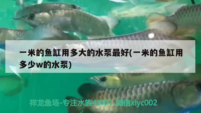 一米的魚缸用多大的水泵最好(一米的魚缸用多少w的水泵) 奈及利亞紅圓點狗頭