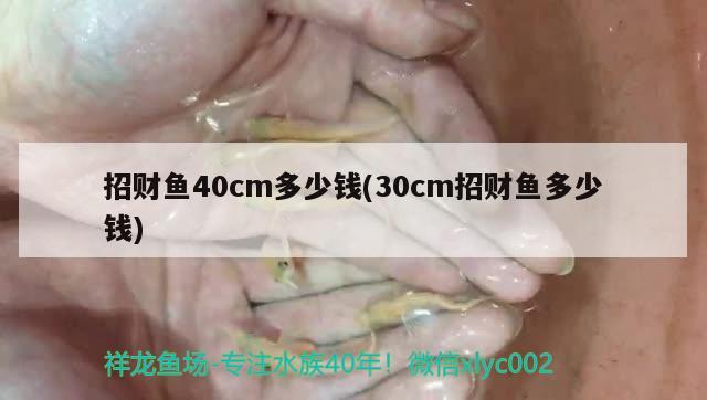 招財(cái)魚40cm多少錢(30cm招財(cái)魚多少錢)