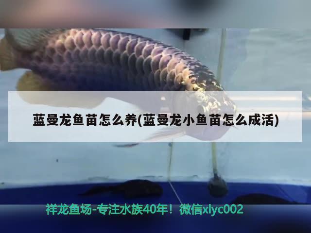 藍曼龍魚苗怎么養(yǎng)(藍曼龍小魚苗怎么成活)