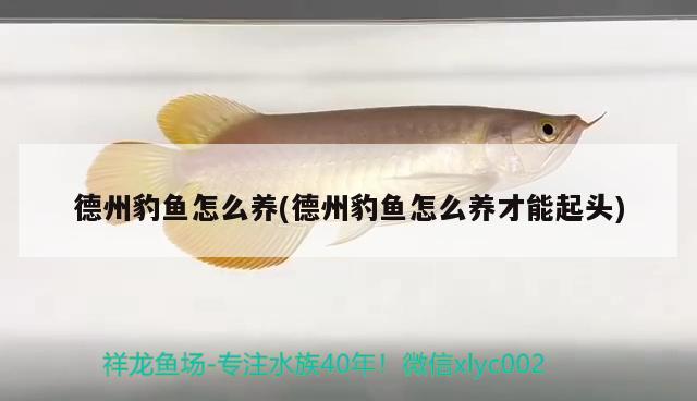 德州豹魚(yú)怎么養(yǎng)(德州豹魚(yú)怎么養(yǎng)才能起頭)