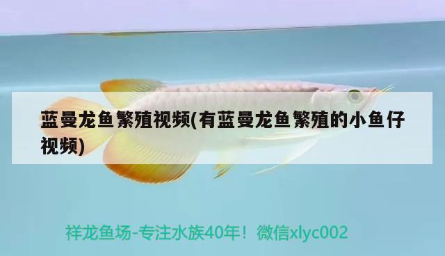 藍(lán)曼龍魚繁殖視頻(有藍(lán)曼龍魚繁殖的小魚仔視頻)