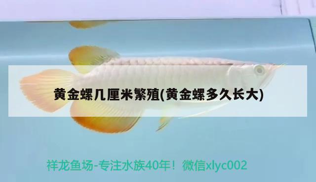 黃金螺幾厘米繁殖(黃金螺多久長大) 觀賞魚