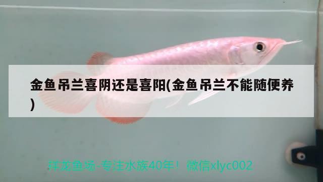 金魚吊蘭喜陰還是喜陽(金魚吊蘭不能隨便養(yǎng))