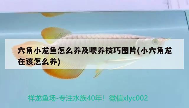 六角小龍魚怎么養(yǎng)及喂養(yǎng)技巧圖片(小六角龍?jiān)谠撛趺答B(yǎng))