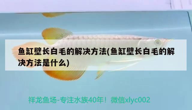 魚缸壁長白毛的解決方法(魚缸壁長白毛的解決方法是什么) 水溫計