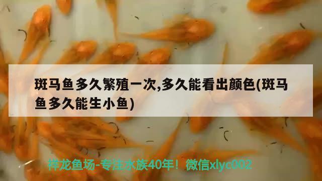 斑馬魚多久繁殖一次,多久能看出顏色(斑馬魚多久能生小魚)