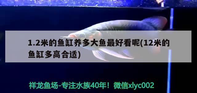 1.2米的魚缸養(yǎng)多大魚最好看呢(12米的魚缸多高合適)