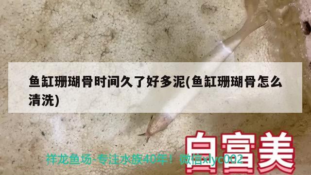 魚缸珊瑚骨時間久了好多泥(魚缸珊瑚骨怎么清洗)