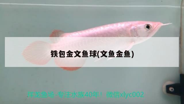 鐵包金文魚球(文魚金魚) 觀賞魚