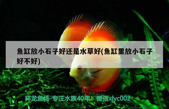 魚缸放小石子好還是水草好(魚缸里放小石子好不好)