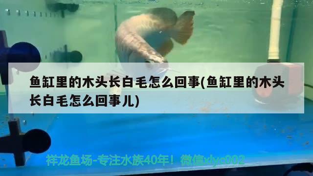 魚缸里的木頭長白毛怎么回事(魚缸里的木頭長白毛怎么回事兒)