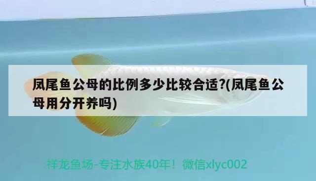 鳳尾魚公母的比例多少比較合適?(鳳尾魚公母用分開養(yǎng)嗎)