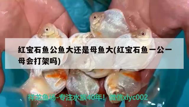 紅寶石魚(yú)公魚(yú)大還是母魚(yú)大(紅寶石魚(yú)一公一母會(huì)打架嗎)