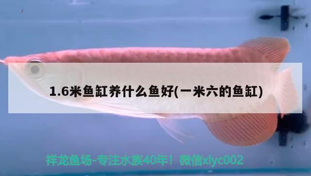 1.6米魚缸養(yǎng)什么魚好(一米六的魚缸) 噴點菠蘿魚