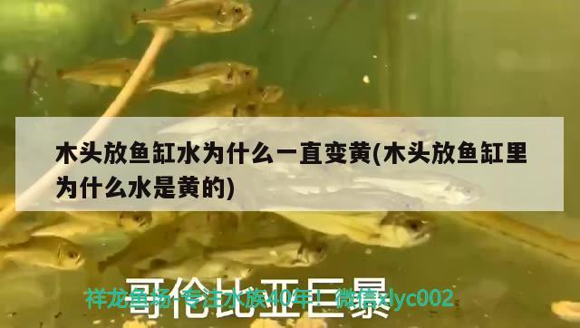 木頭放魚缸水為什么一直變黃(木頭放魚缸里為什么水是黃的) PH調(diào)節(jié)劑