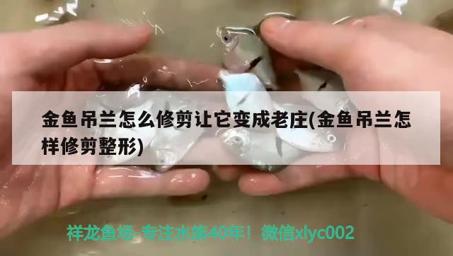 金魚吊蘭怎么修剪讓它變成老莊(金魚吊蘭怎樣修剪整形) 觀賞魚