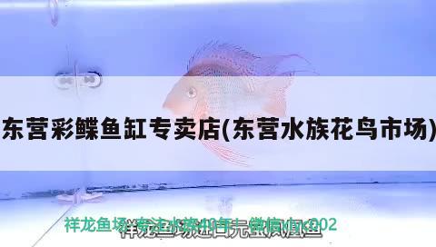 東營(yíng)彩鰈魚缸專賣店(東營(yíng)水族花鳥市場(chǎng)) 彩鰈魚缸（彩蝶魚缸）