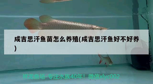 成吉思汗魚苗怎么養(yǎng)殖(成吉思汗魚好不好養(yǎng))