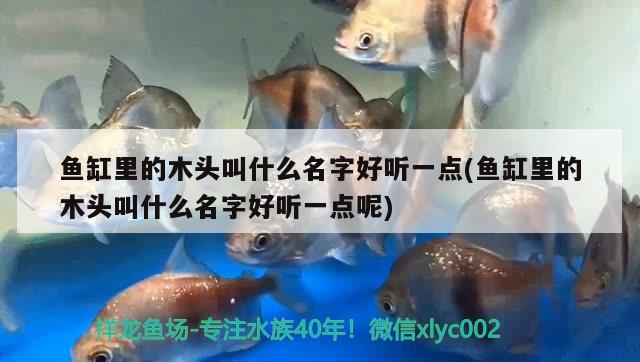 魚(yú)缸里的木頭叫什么名字好聽(tīng)一點(diǎn)(魚(yú)缸里的木頭叫什么名字好聽(tīng)一點(diǎn)呢)