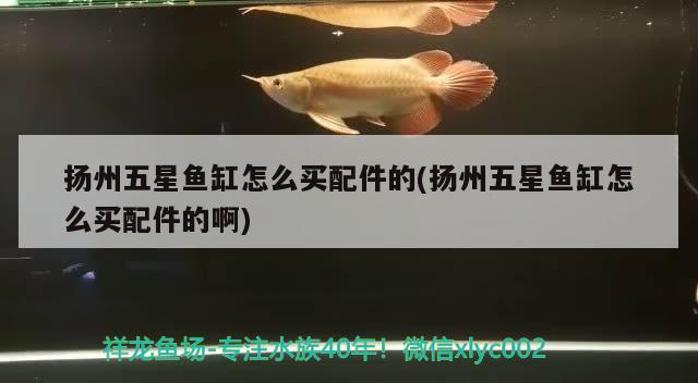 揚(yáng)州五星魚缸怎么買配件的(揚(yáng)州五星魚缸怎么買配件的啊) 狗仔（招財貓)魚苗