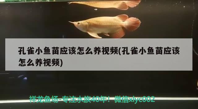 孔雀小魚(yú)苗應(yīng)該怎么養(yǎng)視頻(孔雀小魚(yú)苗應(yīng)該怎么養(yǎng)視頻) 觀賞魚(yú) 第2張