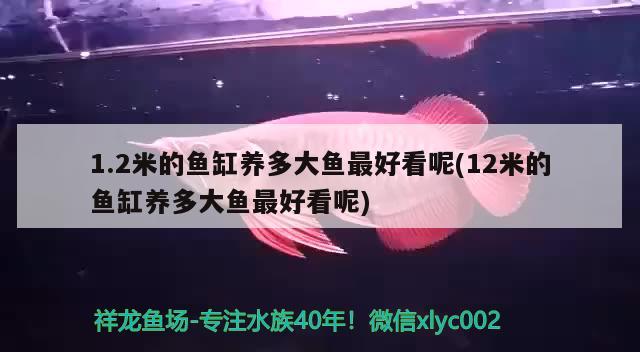 1.2米的魚缸養(yǎng)多大魚最好看呢(12米的魚缸養(yǎng)多大魚最好看呢)