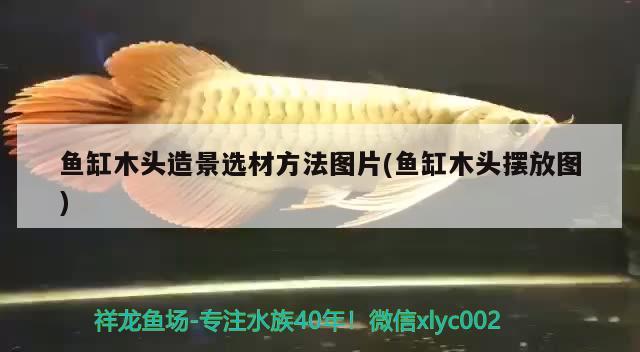 魚缸木頭造景選材方法圖片(魚缸木頭擺放圖)