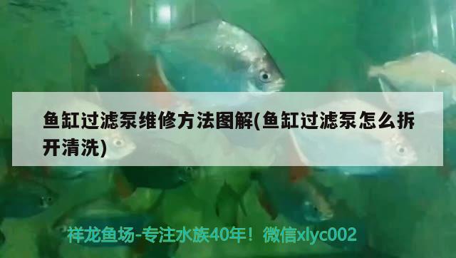 魚缸過濾泵維修方法圖解(魚缸過濾泵怎么拆開清洗) 羽毛刀魚苗