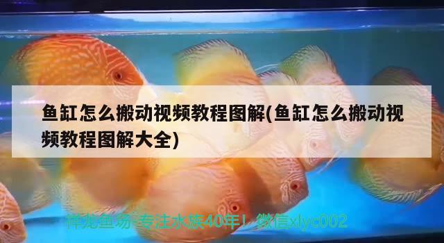 魚缸怎么搬動視頻教程圖解(魚缸怎么搬動視頻教程圖解大全)