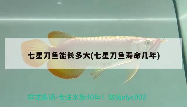 七星刀魚能長(zhǎng)多大(七星刀魚壽命幾年)