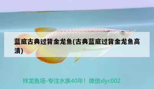 藍(lán)底古典過背金龍魚(古典藍(lán)底過背金龍魚高清) 古典過背金龍魚