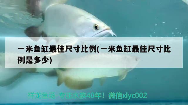 一米魚缸最佳尺寸比例(一米魚缸最佳尺寸比例是多少)