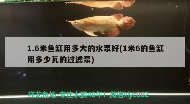 1.6米魚缸用多大的水泵好(1米6的魚缸用多少瓦的過濾泵) 二氧化碳設(shè)備