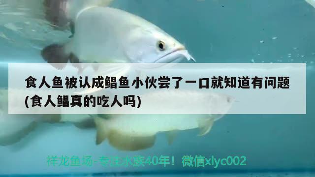 食人魚被認成鯧魚小伙嘗了一口就知道有問題(食人鯧真的吃人嗎) 食人魚（水虎）