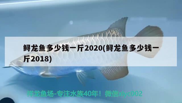 鱘龍魚多少錢一斤2020(鱘龍魚多少錢一斤2018)