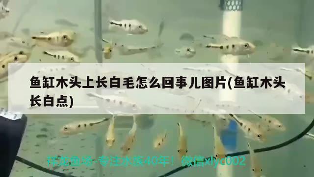 魚缸木頭上長白毛怎么回事兒圖片(魚缸木頭長白點(diǎn))