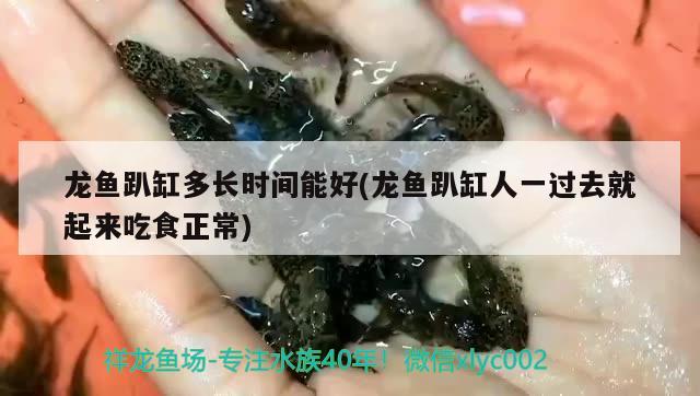 龍魚趴缸多長時(shí)間能好(龍魚趴缸人一過去就起來吃食正常)