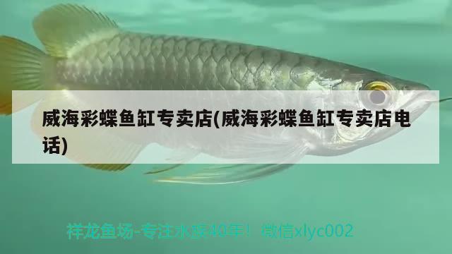 威海彩蝶魚缸專賣店(威海彩蝶魚缸專賣店電話) 彩鰈魚缸（彩蝶魚缸）